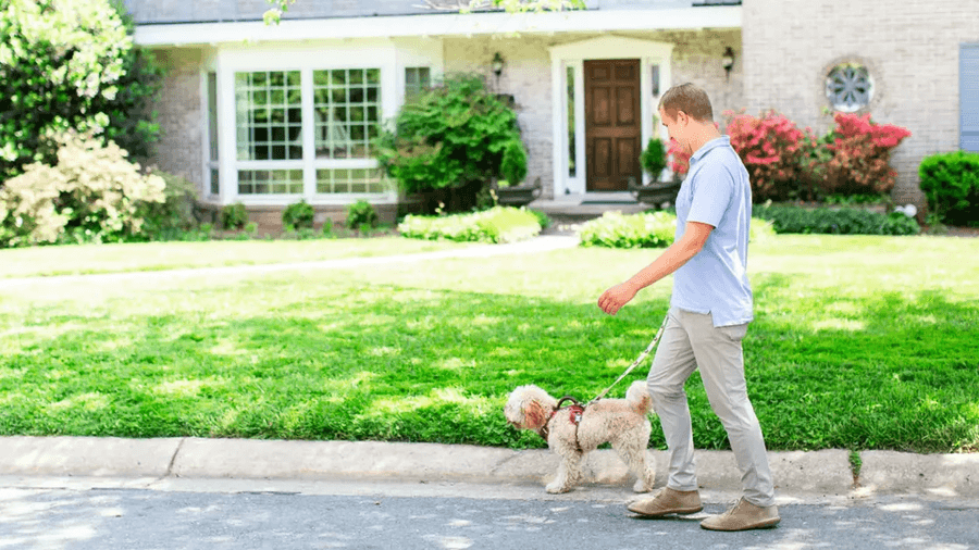 woman walking dogs